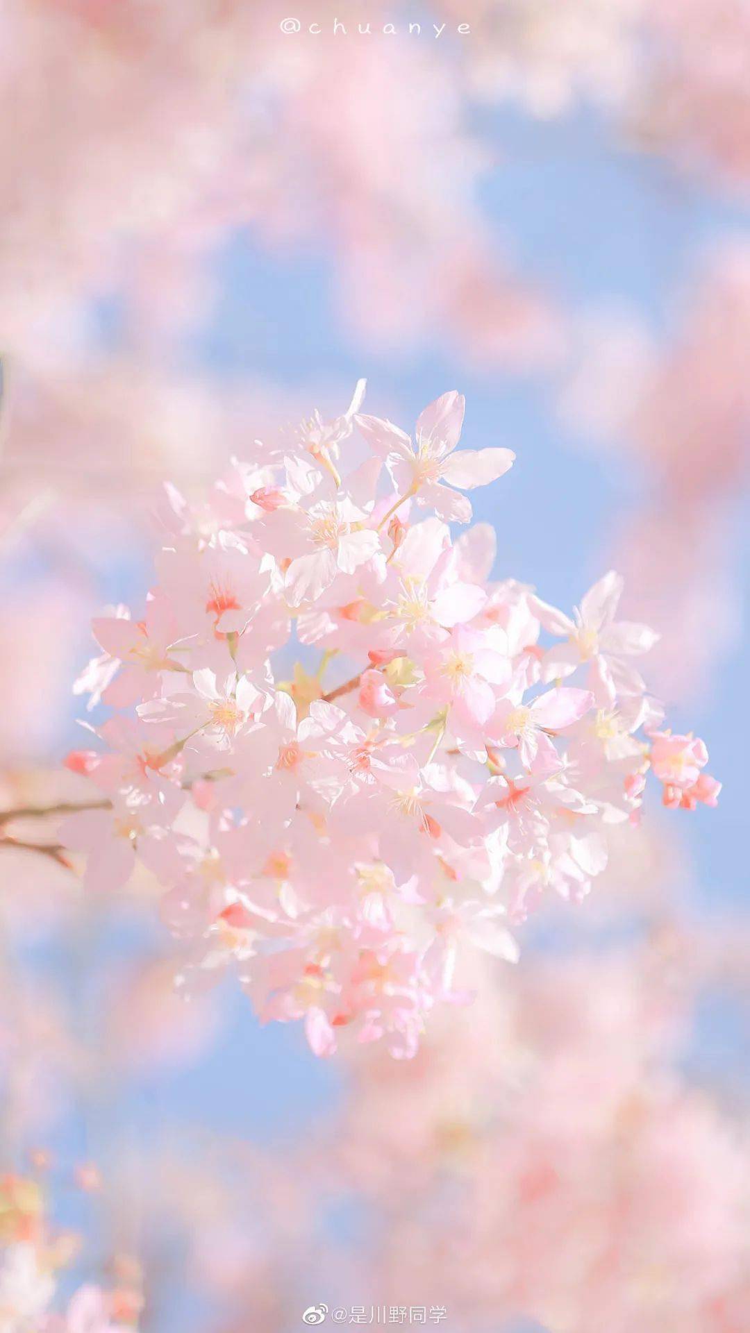 春日樱花粉这样调好看极了