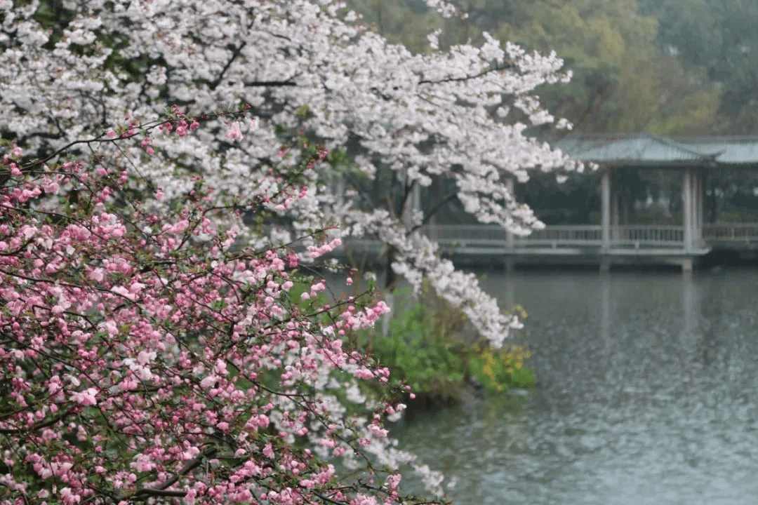 超美!全城樱花绽放,杭州超全赏樱地图收好