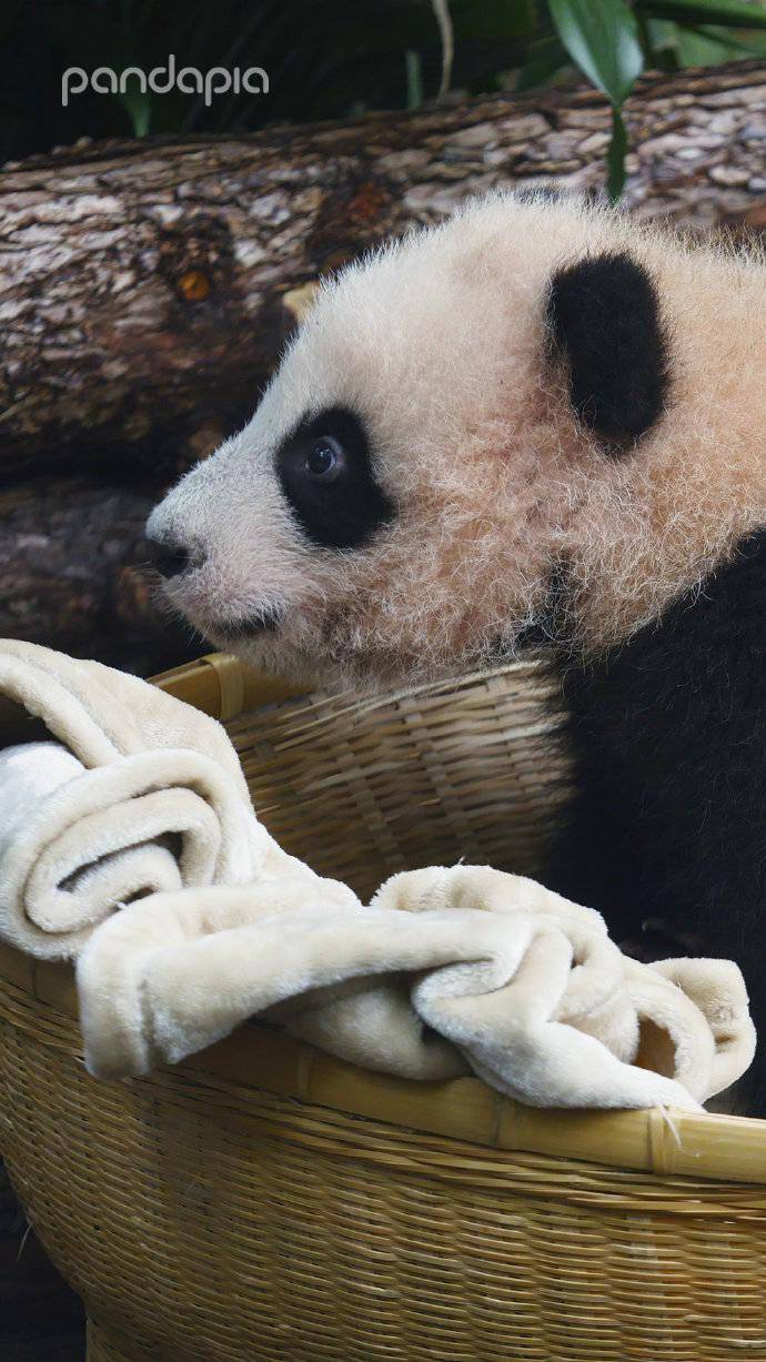 "滚滚"图集 | 你的壁纸是不是该换啦?_大熊猫