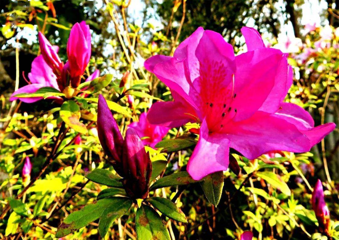 严尔高 | 宣威杜鹃市花艳丽开