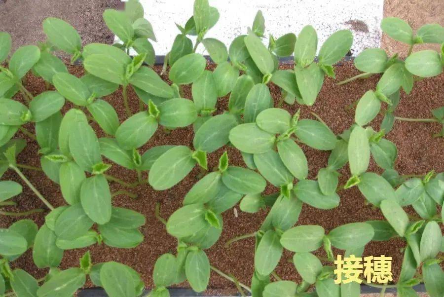 贴接顶芽插接靠接一文搞懂黄瓜育苗三大嫁接技术
