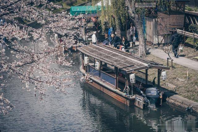 春日伏见，泛舟河上，这个小众赏樱地竟还是日本的清酒之乡