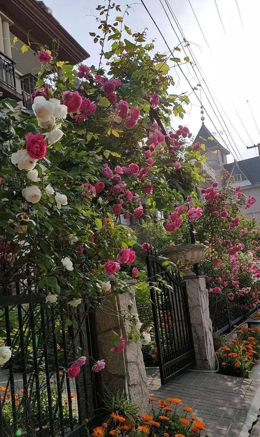 【897身边的朗读者:春天里,美丽庭院朗读系列】"多兴苑"打造记_花园里