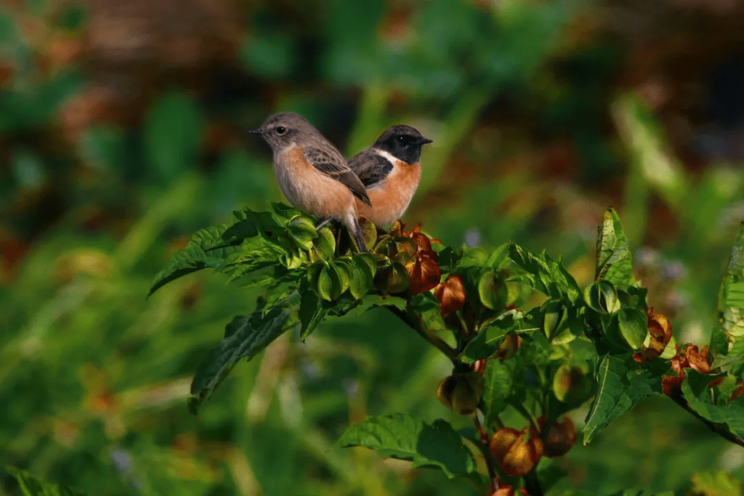 行走在高黎贡山恍若一场穿越时空之旅给你最为震撼的极致体验