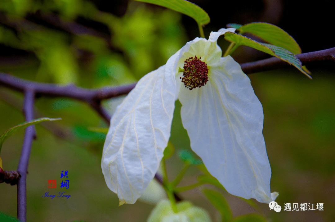 堪称植物界的 大熊猫 开花了 就在都江堰这些地方 珙桐