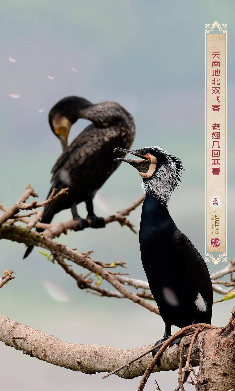 大佛流年丨阳春三月