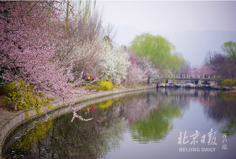 百万春花！北京植物园第33届桃花观赏季即将开幕