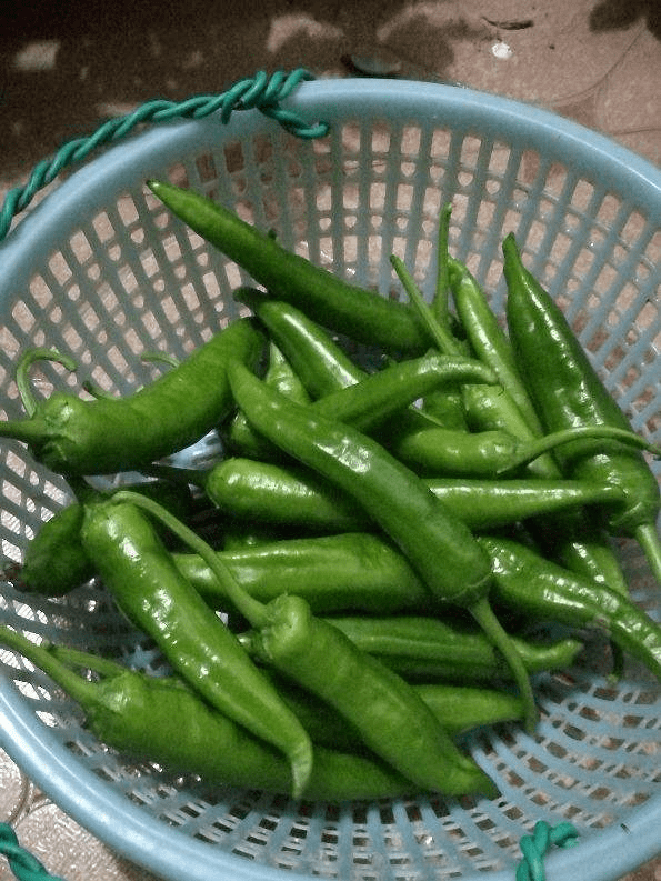 在家里种菜 要记住5要点 种的菜才更好 蔬菜