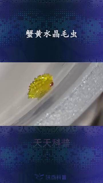 蟹黄水晶毛虫是一种生活在墨西哥热带雨林的蛾子幼虫