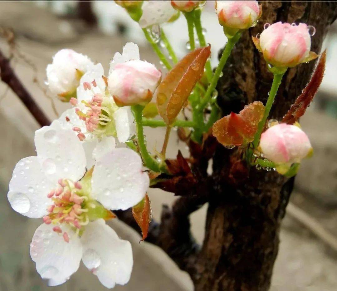 梨花开春带雨来砀山领略梨花之美
