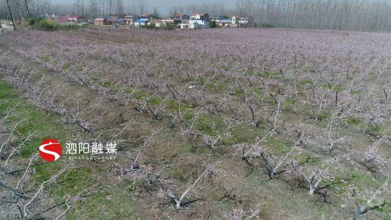 泗阳：6万亩桃花竞相绽放美了乡村富了民