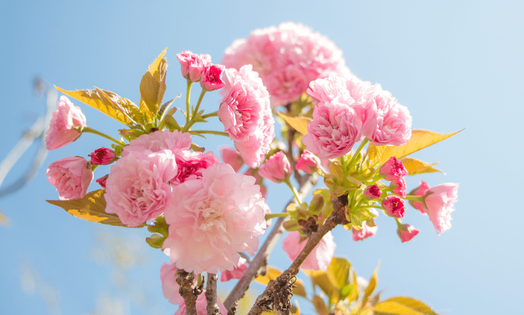 阳光下朵朵樱花盛放在枝丫间sakura带着无限生机与活力春天的美好在