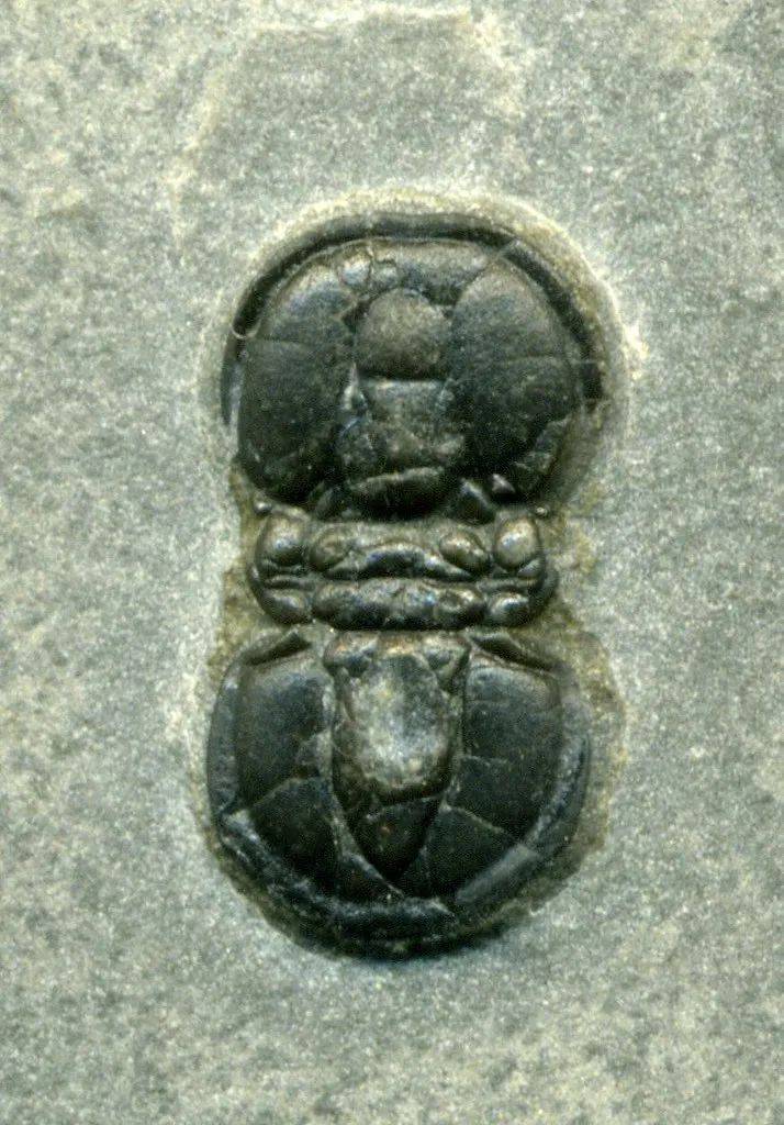 john / flickr到了奥陶纪,三叶虫家族成员也变得更多了,镰虫目(harpe