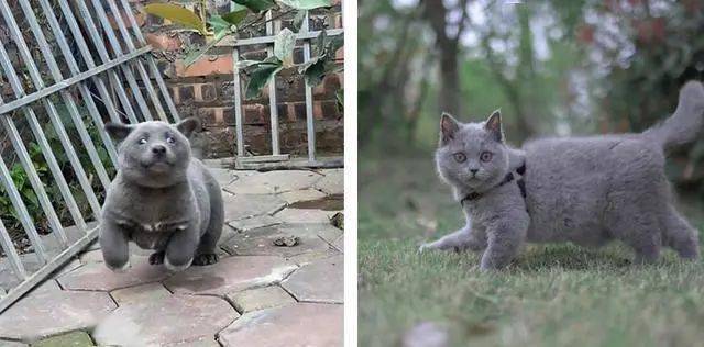 还记得这只长得像猫的狗吗?它长大了,身世之谜也被揭开了