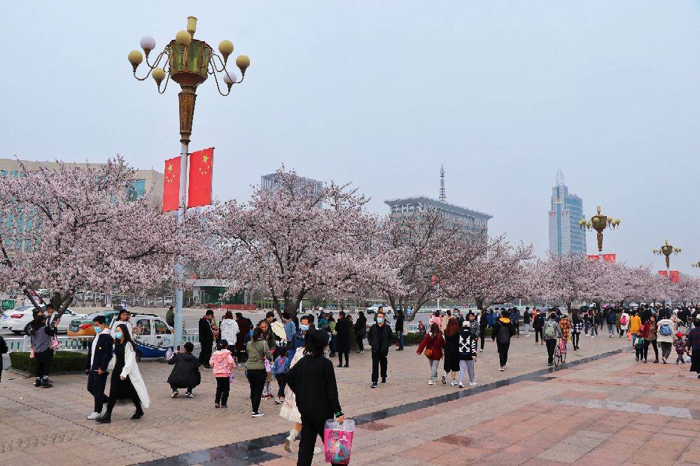 火了,濰坊人民廣場櫻花盛開,到處都是賞花人