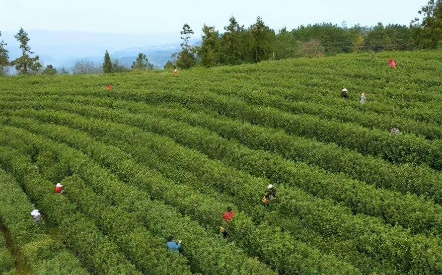 旺苍米仓山新茶上市,黄茶每斤卖到8800元_茶叶