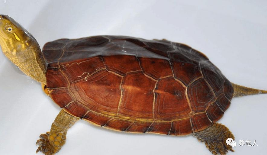 网友举报微拍堂提供平台销售鹰嘴龟获正面答复