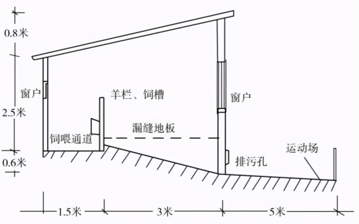 繁殖母羊圈舍设计图图片