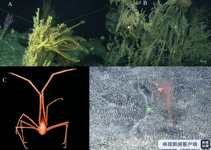 海洋生物|中科院海洋所发现11个深海铠甲虾新种