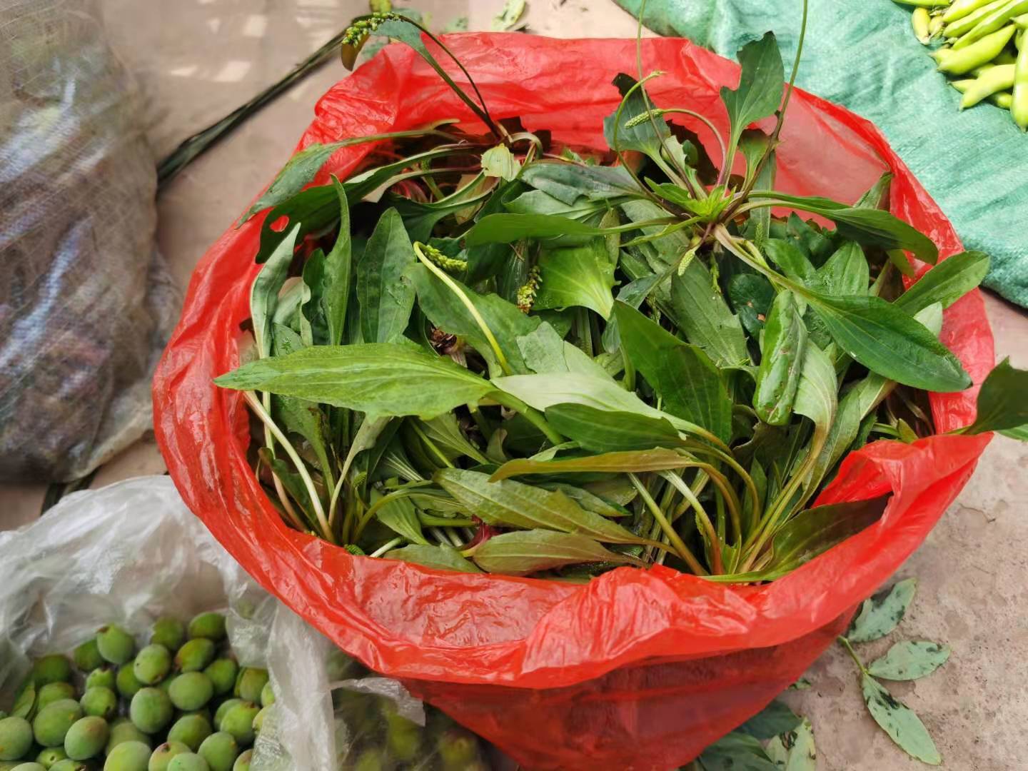 市場 ネギマキネット 緑 ねぎ 野菜 1枚