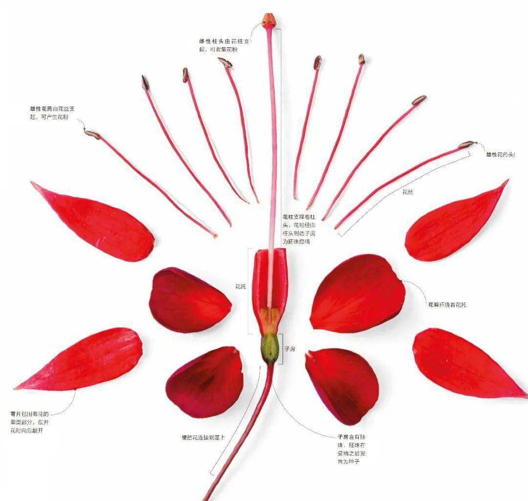 在这朵倒挂金钟花中,花瓣,萼片和雄蕊均是由数枚构成一组,各组都是4的