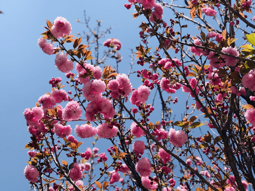 家里养棵大花树 春天满树都是花 吉祥还有好兆头 开花