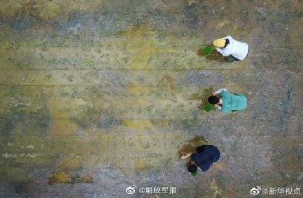王加峰|嫦娥五号太空稻移栽华南农大试验田 预计7月可以收获！