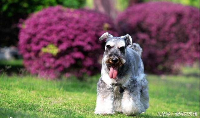 梗类犬中唯一不含英国血统欢快迷人的老头狗 酒精