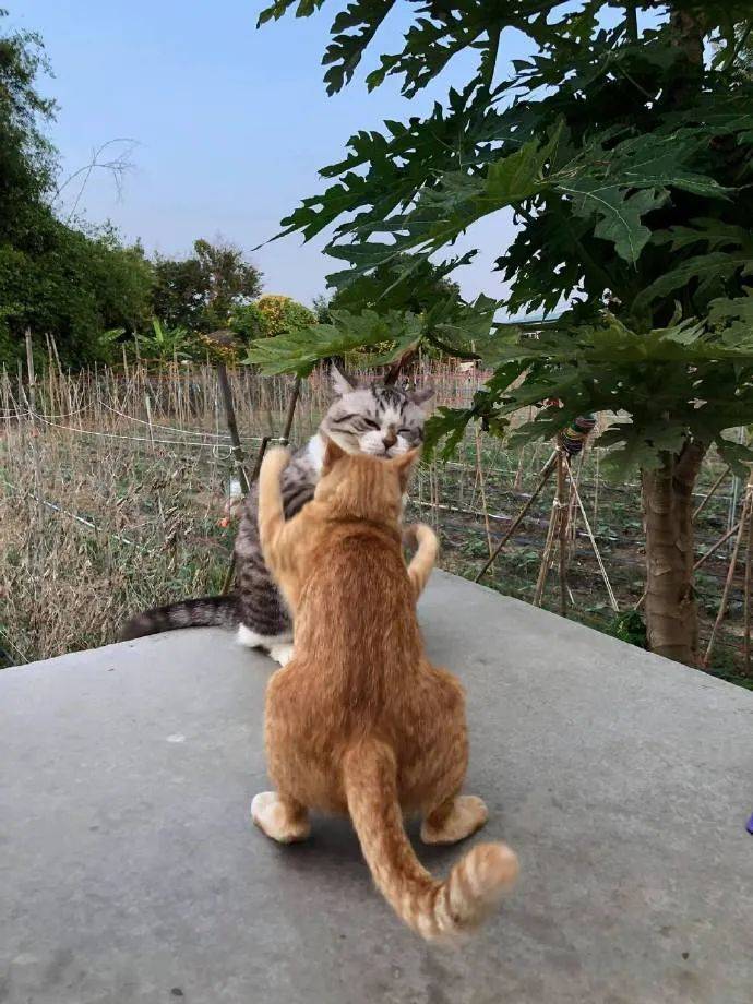 两只猫咪打架,太可爱了