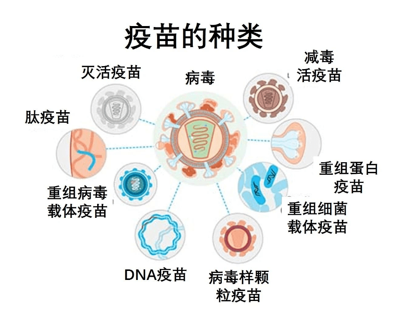 新冠病毒是削减人口_新冠病毒图片