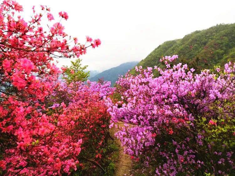 英山县天马寨景区