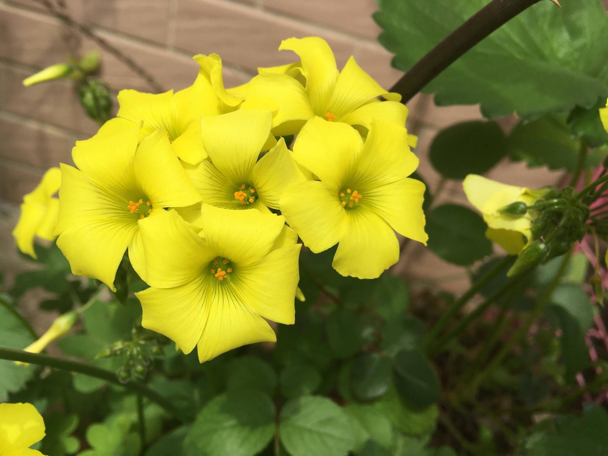 酢浆草黄麻子怎么养记住4点花儿又香又多开不停