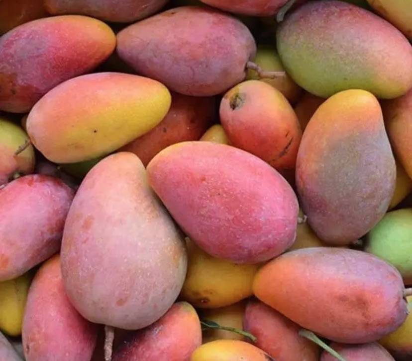 巴基斯坦是世界第三大芒果出口国,芒果在巴基斯坦有着"水果之王"的