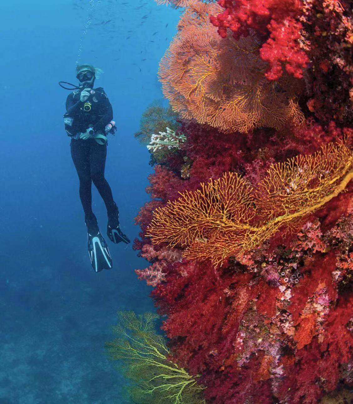 云游四方 潜入迷人的珊瑚世界 加入惊险刺激的 海底总动员 斐济