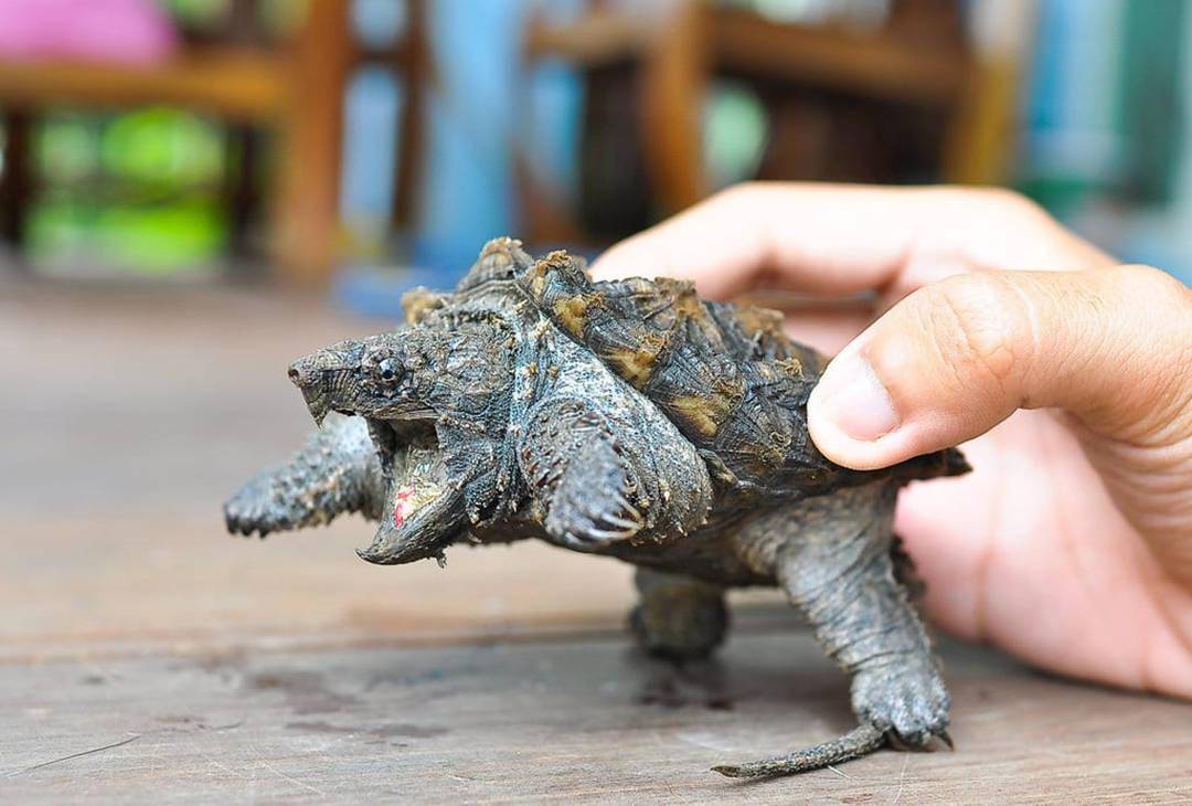 鳄龟咬合力接近孟加拉虎早已有人证明过它不适合做宠物