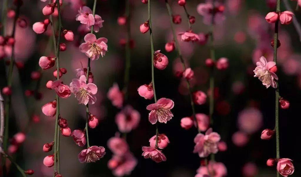 拍花季到了 你还傻傻分不清桃花 杏花 樱花 梨花 李花 海棠花吗 花瓣