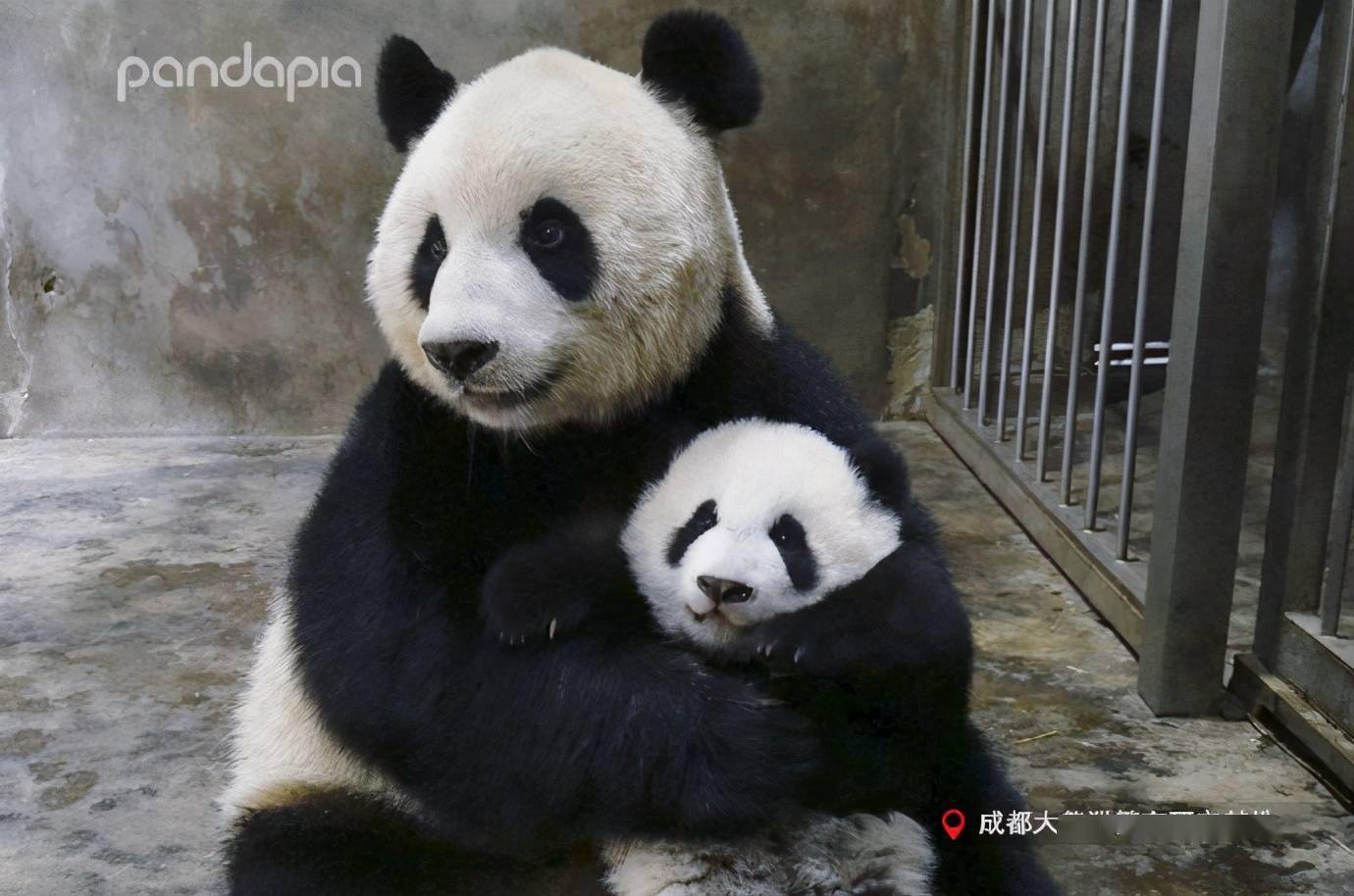 出彩滚滚熊猫妈妈带娃日常欢乐多