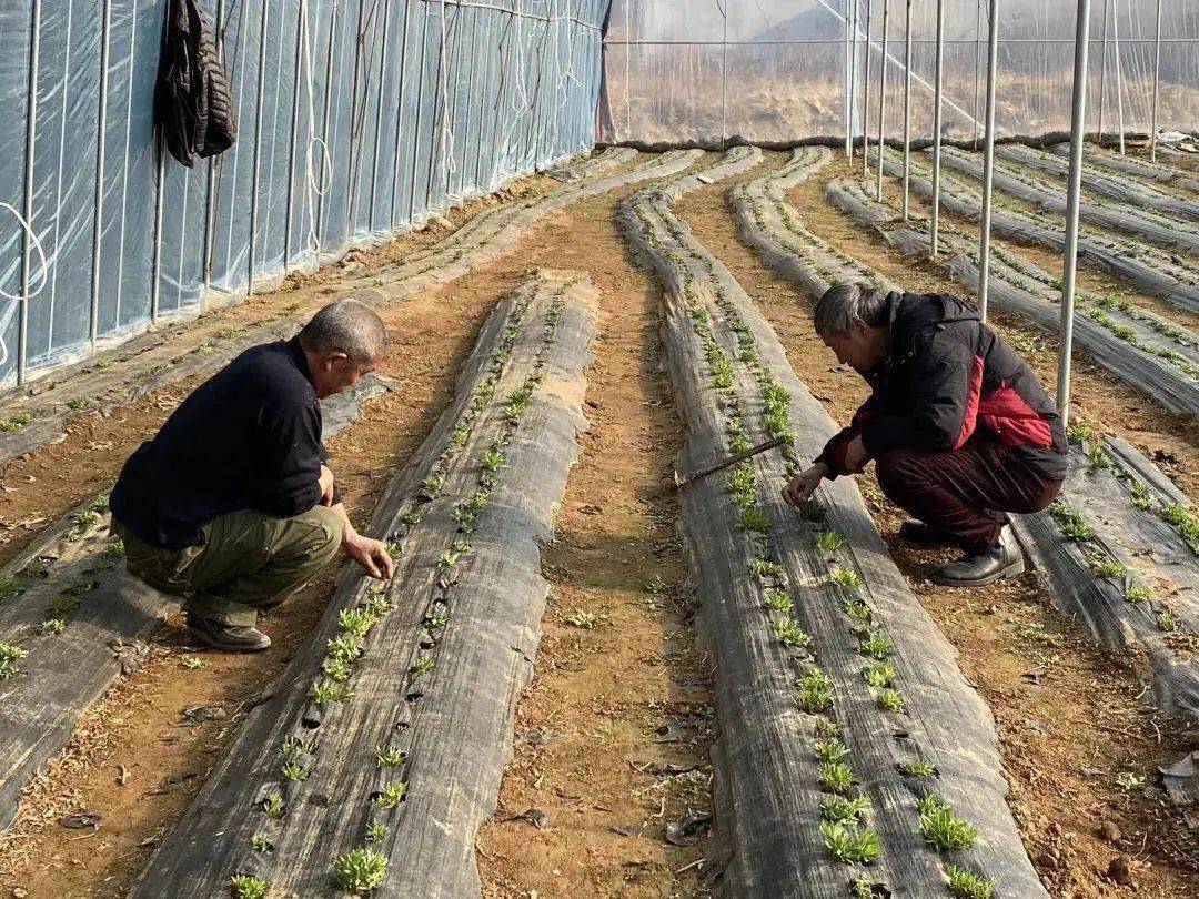 这里有连片的山苜楂种植基地和种植大棚,在工作人员的精心呵护下,山苜