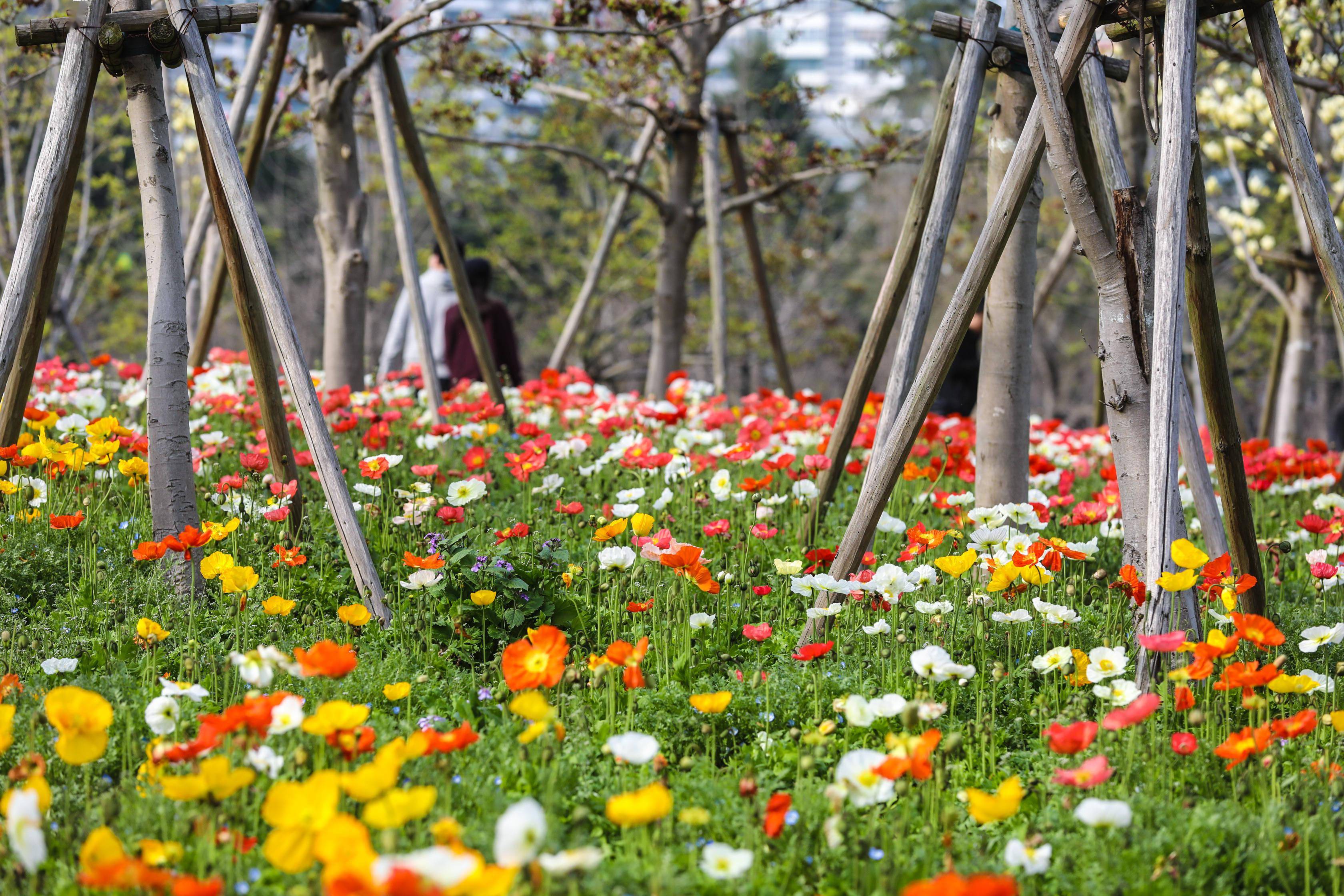 传说中的彩色油菜花进驻世纪公园1万平方米花海为你打造都市梦幻田园