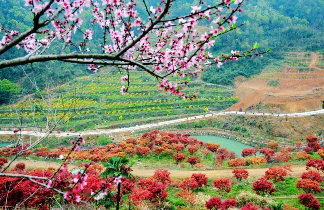 大荆镇桐阳村图片图片