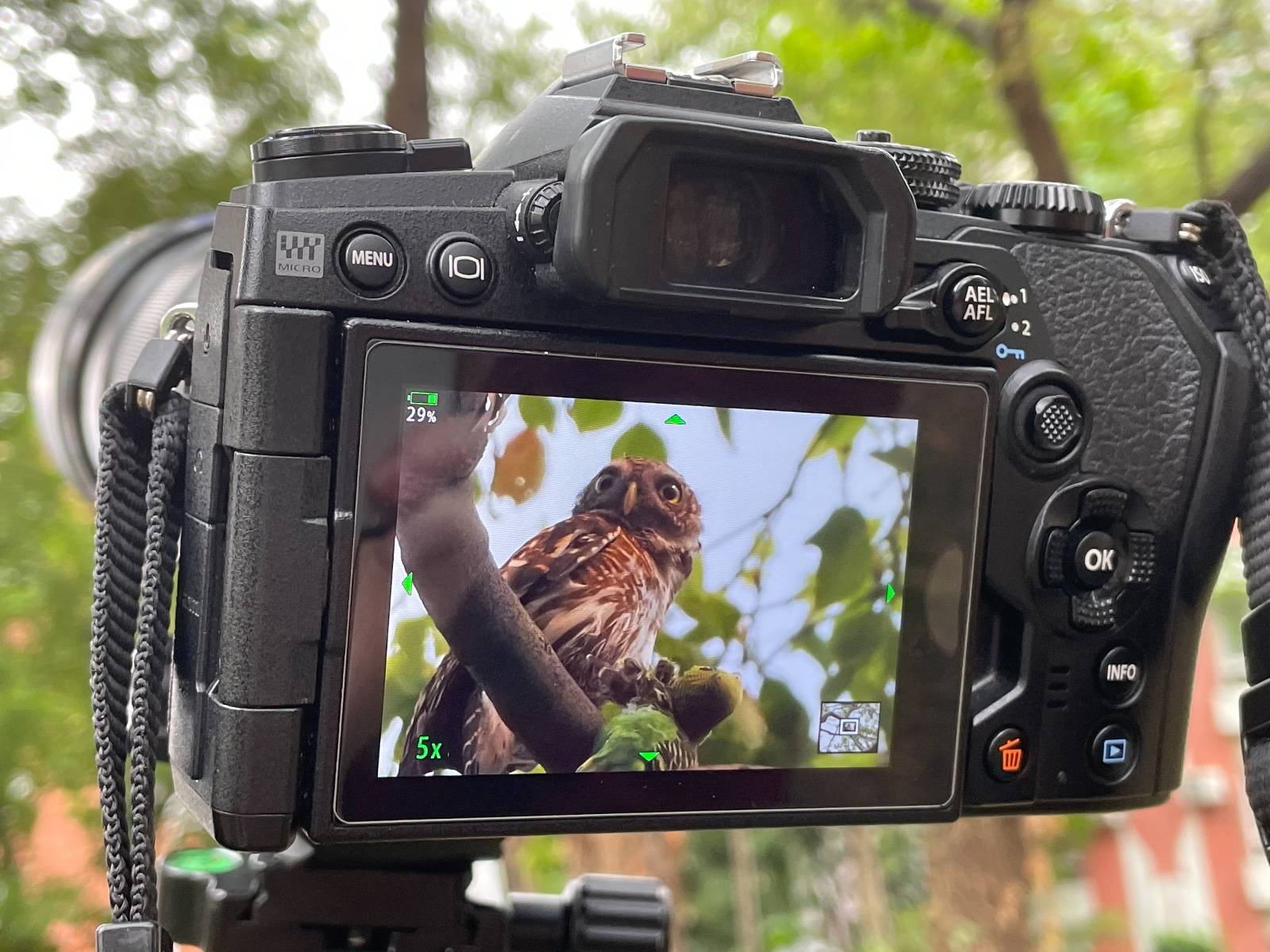 摄影爱好者拍摄到猫头鹰捕捉鹦鹉的画面