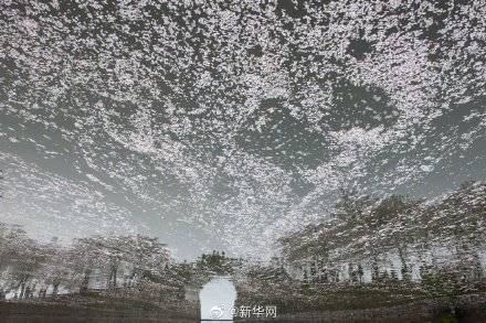 江苏太湖鼋头渚花瓣与桥倒影相映成趣