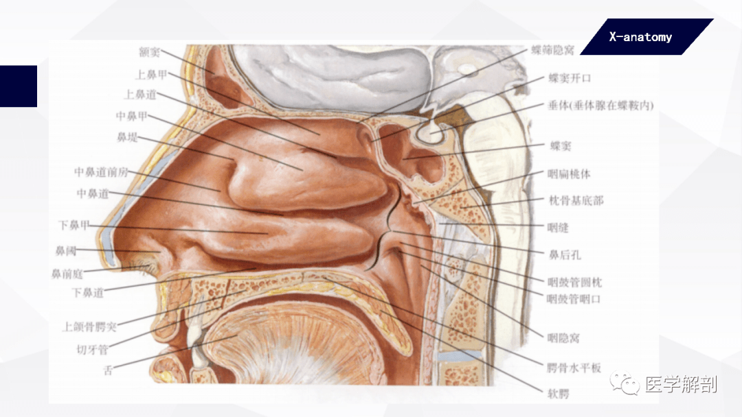 人体解剖学呼吸器鼻