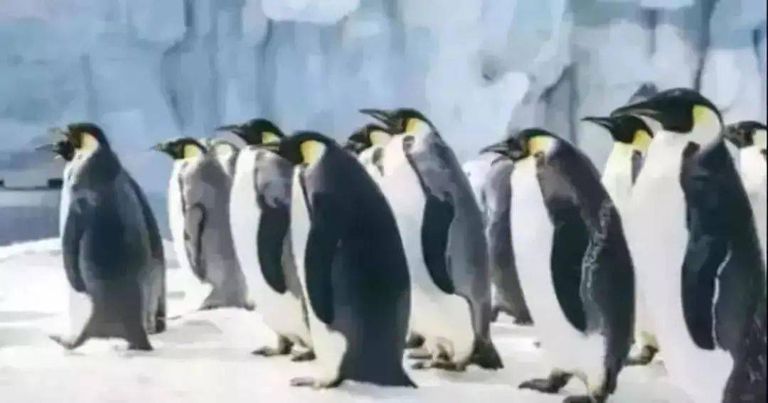 企鹅怎么画可爱又呆萌 464a95044aa14bae86380a04eefaadf7.jpeg