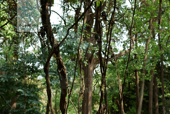 真正的司藤长这样,剧中的人设太真实了_白藤