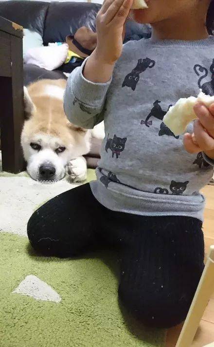小女孩吃着零食,狗狗趴在地上看着,这眼神笑喷了.
