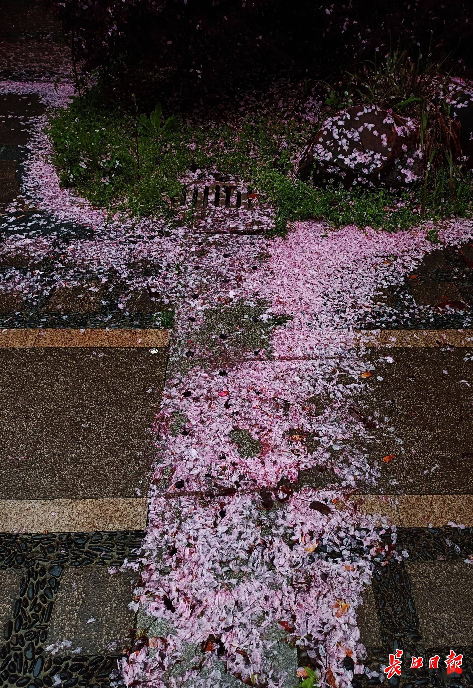 一夜电闪雷鸣,急雨哗哗,打落了无数晚樱的花瓣,或粘在树叶,石阶上,或