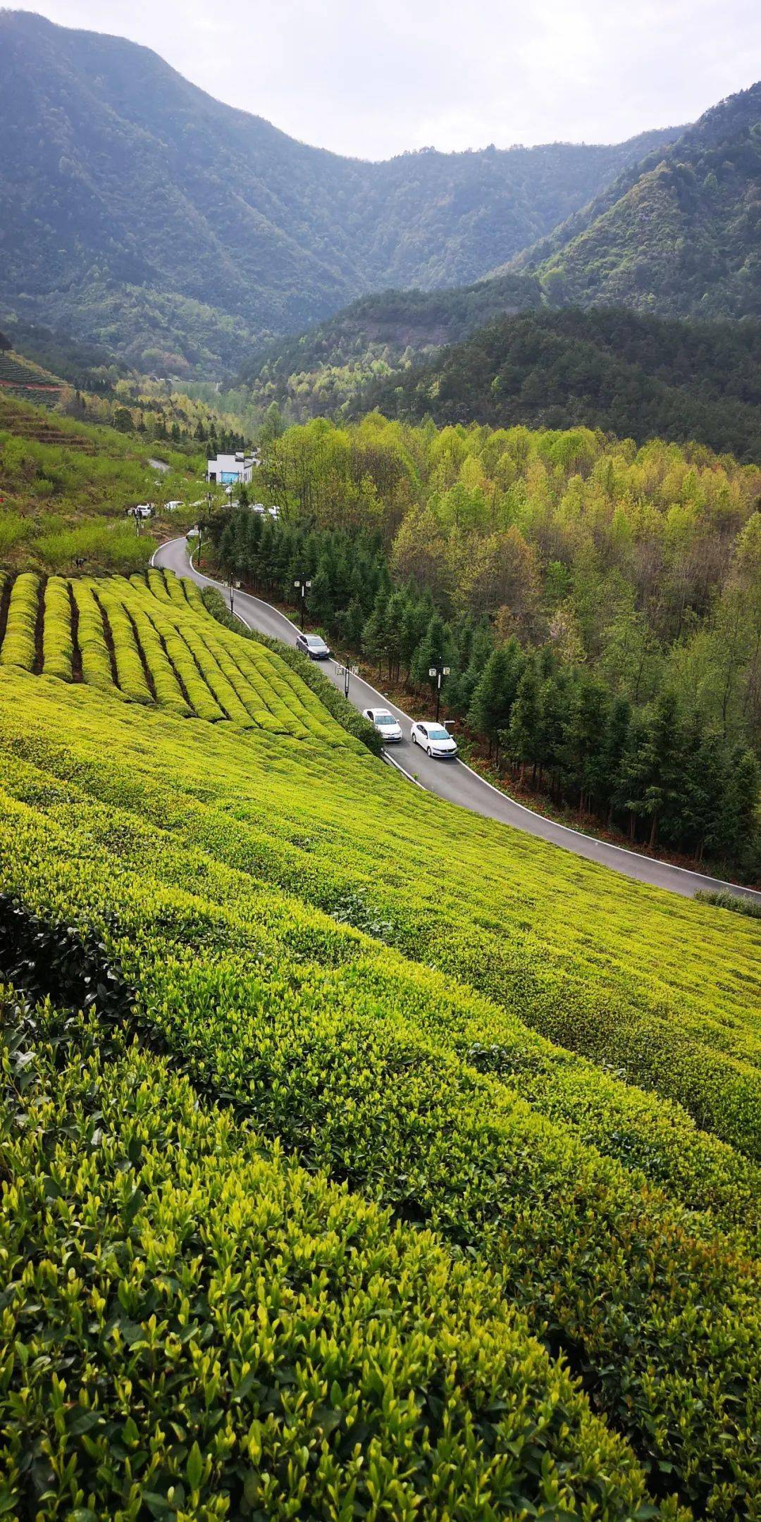 美景欣赏高山云雾茶中仙仿若空中的路西茶园