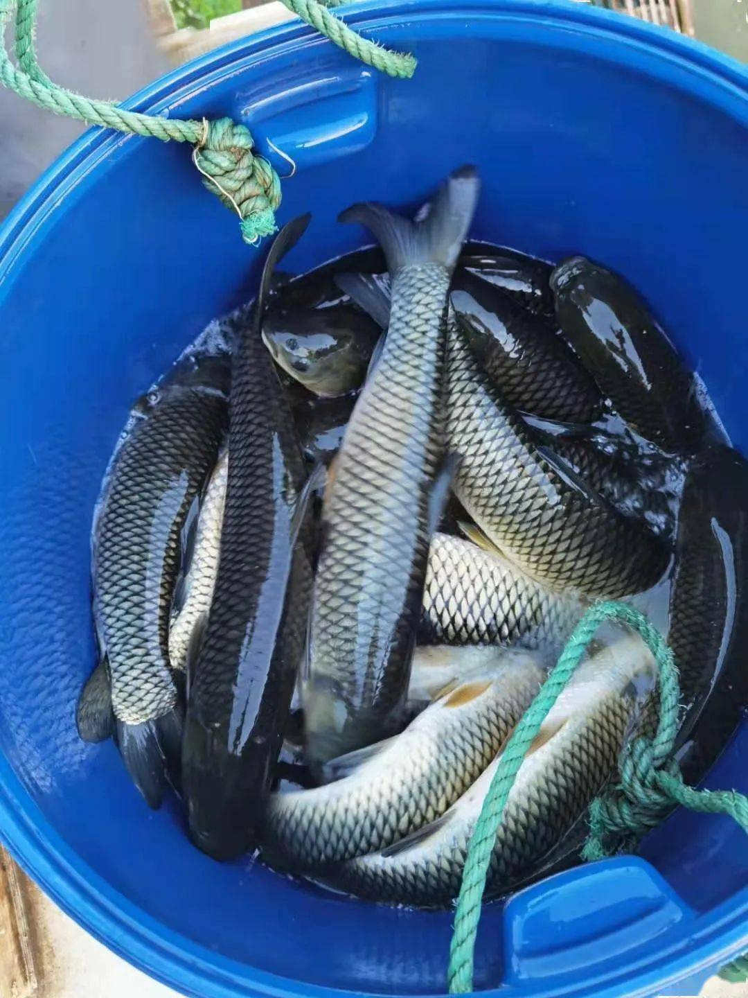 草鱼这么养就对了_养殖