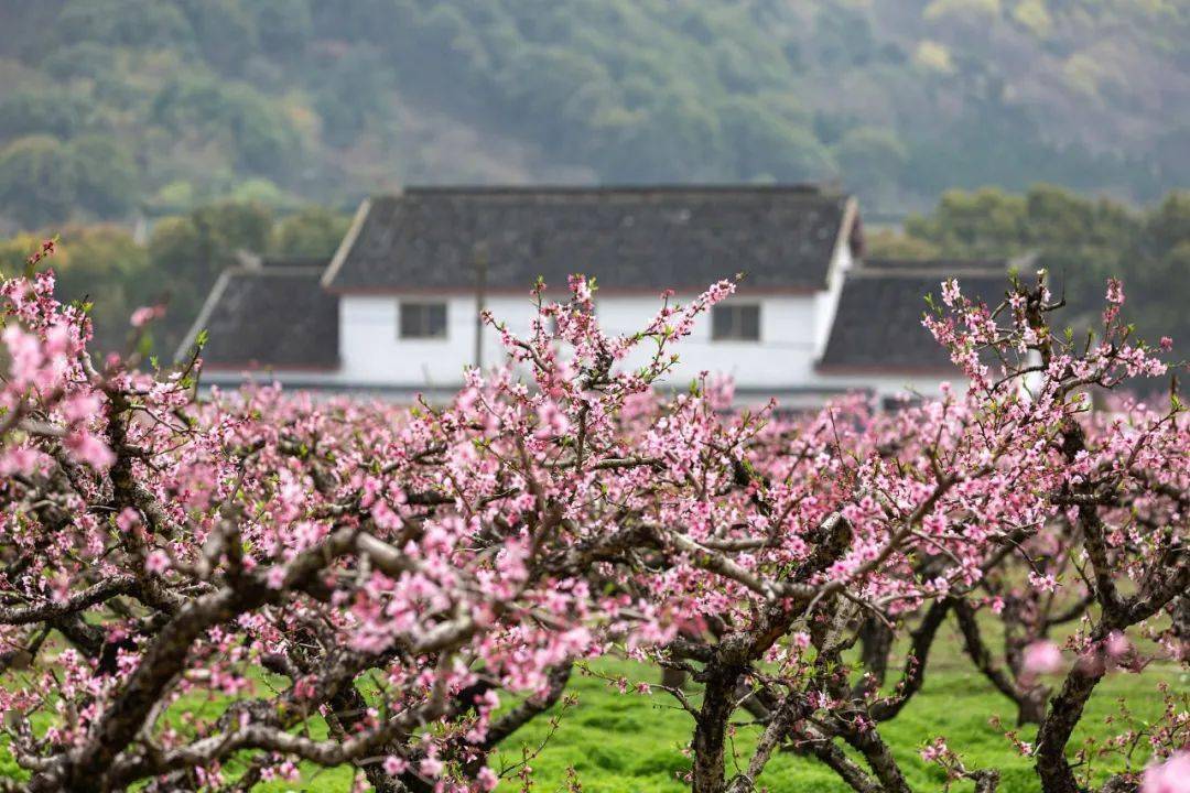 中国的桃花源在哪里